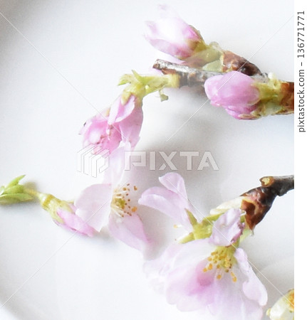 白色背景上的慶應櫻花和梅花的特寫 白色背景上的慶應櫻花和梅花的特寫 136771771