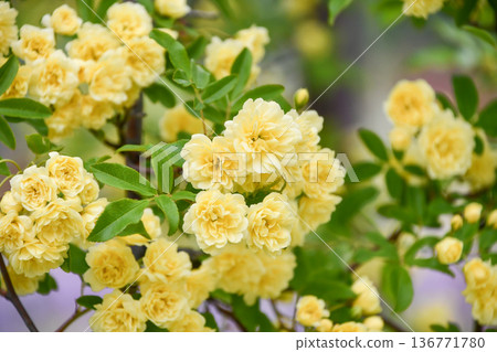 Yellow Banksia Rose 136771780
