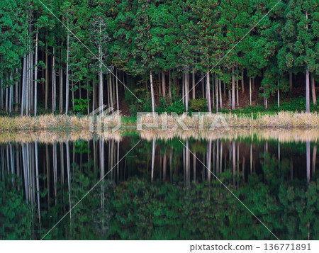 Autumn in Uda City, Nara Prefecture: A mysterious forest reflected in the water mirror of Ryuo-ga-fuchi 136771891
