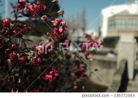 建築物外牆上盛開的玫瑰花 建築物外牆上盛開的玫瑰花 136772083