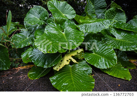 鹿兒島縣奄美大島上的濕葉幻影海芋（Alocasia macrocarpa） 136772703
