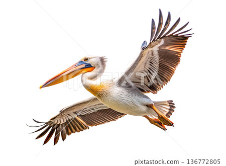 White pelican flying with extended wings and orange yellow beak White pelican flying with extended wings and orange yellow beak 136772805
