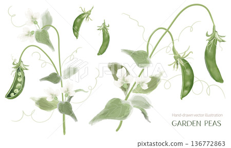 成熟的青豌豆植物繪圖套裝 成熟的青豌豆植物繪圖套裝 136772863