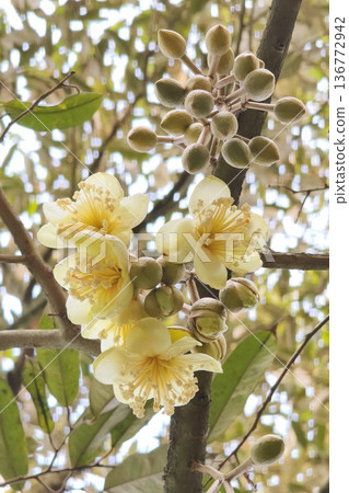 Blooming of durian flowers  136772942