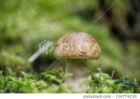 Boletus edulis mushroom growing in mossy forest floor with soft green bokeh background 136774230