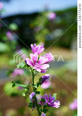 9356 Mallow 9356 Mallow 136774250