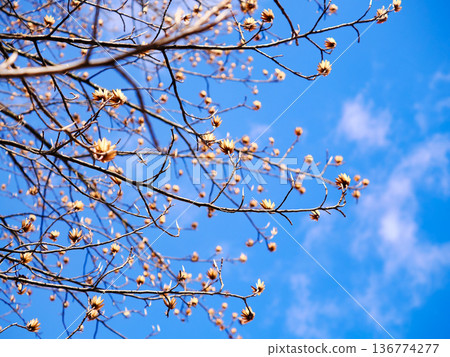 Winter lily tree growing in the blue sky Winter lily tree growing in the blue sky 136774277