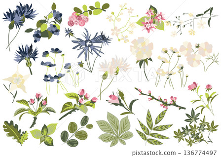 Flower and plants isolated set. Flowering garden and blooming wildflowers different types. Green leaves, beautiful herbs and other. Bundle of floral elements. Vector illustration in hand drawn design 136774497