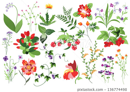 Flower and plants isolated set. Raspberry, rowan and other berries. Flowering garden and blooming wildflowers different types. Bundle of floral elements. Vector illustration in hand drawn design 136774498