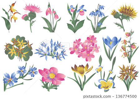 Flowering wildflowers and blooming flowers isolated set. Irises, lilies, snowdrops and other types of spring and summer plants. Bundle of floral elements. Vector illustration in hand drawn design Flowering wildflowers and blooming flowers isolated set. Irises, lilies, snowdrops and other types of spring and summer plants. Bundle of floral elements. Vector illustration in hand drawn design 136774500