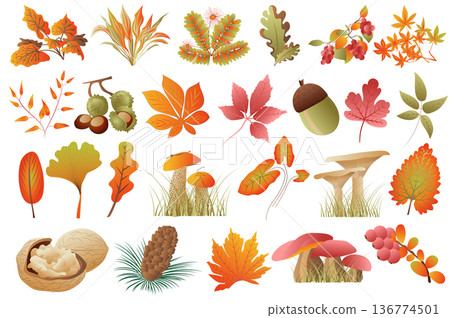 Autumn leaves and plants isolated set. Fallen leaves of different colors, acorn, chestnuts, walnuts, mushrooms, fir cones, rowan. Bundle of floral elements. Vector illustration in hand drawn design 136774501