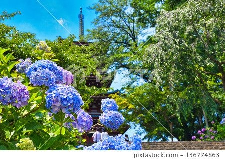 Hondoji Temple: Beautiful hydrangeas and a five-story pagoda against the blue sky (Matsudo City, Chiba Prefecture) Hondoji Temple: Beautiful hydrangeas and a five-story pagoda against the blue sky (Matsudo City, Chiba Prefecture) 136774863