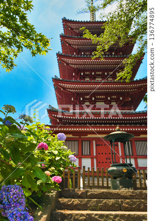 本道寺:藍天下盛開著美麗的繡球花,一座五層寶塔巍然聳立(千葉縣松戶市) 本道寺:藍天下盛開著美麗的繡球花,一座五層寶塔巍然聳立(千葉縣松戶市) 136774895