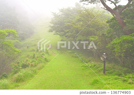 伊豆半島金冠山、伊豆山脊步道和達摩山高原的夏季山霧 136774903