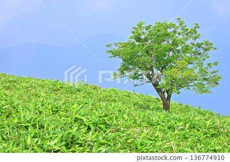 Izu Peninsula, summer, Izu Mountain Ridge Trail, Darumayama, grassland, trees Izu Peninsula, summer, Izu Mountain Ridge Trail, Darumayama, grassland, trees 136774910