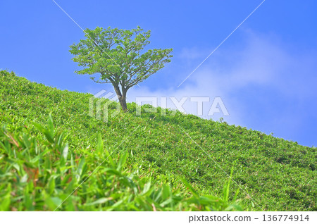 Izu Peninsula, summer, Izu Mountain Ridge Trail, Darumayama, grassland, trees Izu Peninsula, summer, Izu Mountain Ridge Trail, Darumayama, grassland, trees 136774914