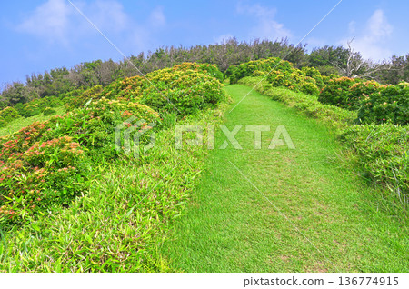 Izuyama Ridge Trail on the Izu Peninsula: A traverse path through the colorful andromeda flowers of Mount Kodaruma Izuyama Ridge Trail on the Izu Peninsula: A traverse path through the colorful andromeda flowers of Mount Kodaruma 136774915