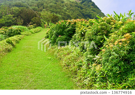 Izuyama Ridge Trail on the Izu Peninsula: A traverse path through the colorful andromeda flowers of Mount Kodaruma Izuyama Ridge Trail on the Izu Peninsula: A traverse path through the colorful andromeda flowers of Mount Kodaruma 136774916