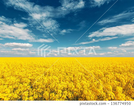 藍天白雲下的油菜花田 | 生氣勃勃的春日景色 藍天白雲下的油菜花田 | 生氣勃勃的春日景色 136774950