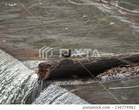 河烏棲息在浮木上 河烏棲息在浮木上 136774962