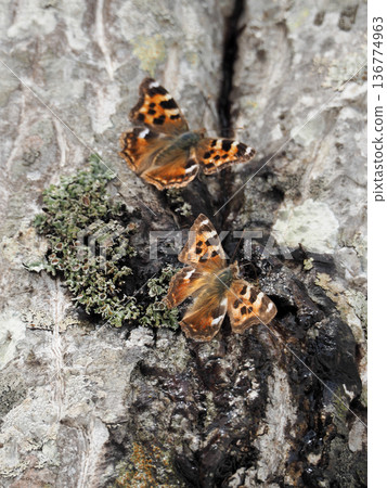 Akatateha吸汁 Akatateha吸汁 136774963