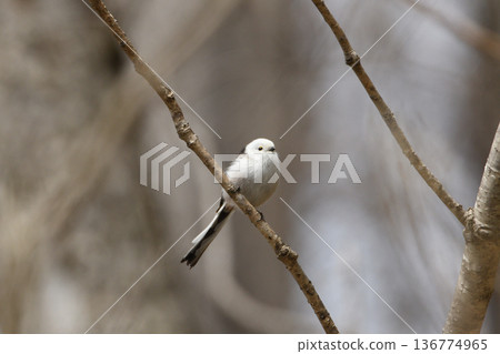 A slightly tired long-tailed tit A slightly tired long-tailed tit 136774965