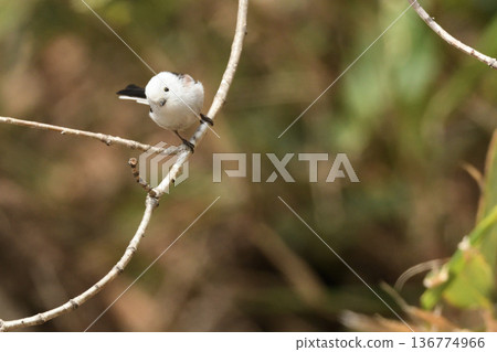 A long-tailed tit thinking about where to fly 136774966