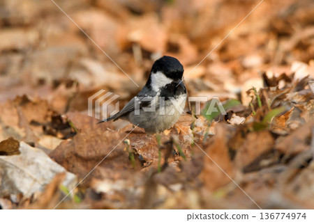 A coal tit foraging on dead leaves A coal tit foraging on dead leaves 136774974