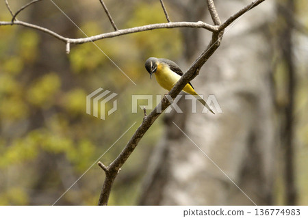 A grey wagtail looking down A grey wagtail looking down 136774983