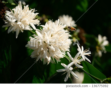 Eastern or Asiatic or Asian honey bee fliing to seeking nectar on Robusta coffee blossom on tree plant with green leaf with black color in background. Petals and white stamens of blooming flowers Eastern or Asiatic or Asian honey bee fliing to seeking nectar on Robusta coffee blossom on tree plant with green leaf with black color in background. Petals and white stamens of blooming flowers 136775092