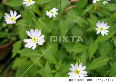 Miyakowasure Miyayamayomena Miyakowasure 136776145