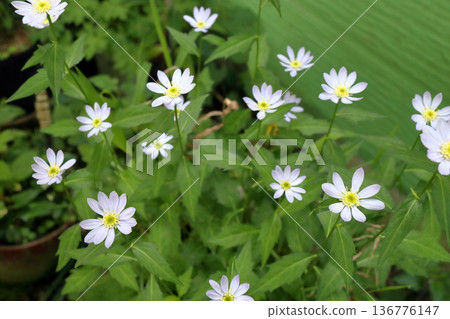 Miyakowasure Miyayamayomena Miyakowasure 136776147