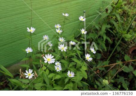 Miyakowasure Miyayamayomena Miyakowasure 136776150
