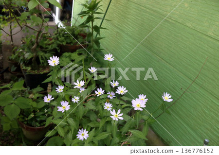 Miyakowasure Miyayamayomena Miyakowasure 136776152