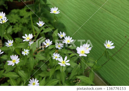 Miyakowasure Miyayamayomena Miyakowasure 136776153