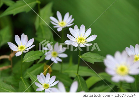 Miyakowasure Miyayamayomena Miyakowasure 136776154