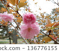 Double cherry blossoms 136776155