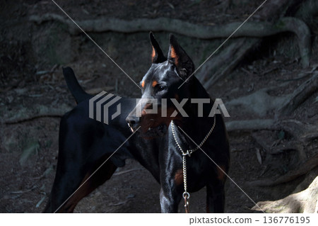 Doberman Pinscher, Doberman Pinscher 136776195
