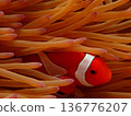 Clownfish hiding among sea anemones 136776207