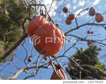 樹上成熟的深紅色柿子 樹上成熟的深紅色柿子 136776302