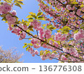 Yaezakura (Sekiyama) 136776308