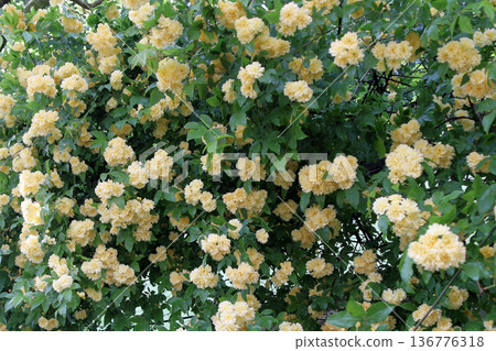 Yellow Banksweet Rose Yellow Banksweet Rose 136776318