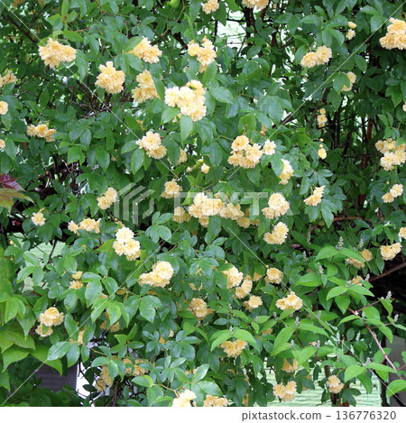 Yellow Banksweet Rose Yellow Banksweet Rose 136776320