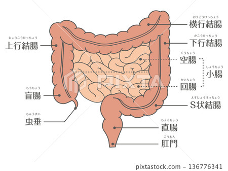大腸和小腸的結構示意圖 消化系統解剖 136776341