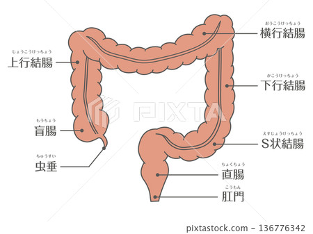 Anatomical diagram of the large intestine (colon, rectum, and anus) 136776342