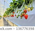 Red ripe strawberries 136776398