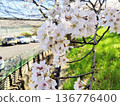 Scenery with cherry blossoms 136776400