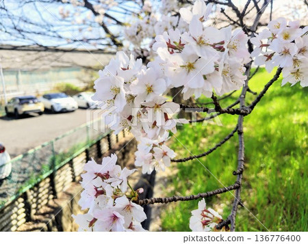 櫻花的風景 櫻花的風景 136776400