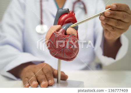 Cardiovascular disease CVD, doctor with heart human model. Cardiovascular disease CVD, doctor with heart human model. 136777409