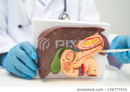 Liver with gallbladder, pancreas spleen and duodenum, Asian doctor holding human anatomy model for study diagnosis and treatment in hospital. Liver with gallbladder, pancreas spleen and duodenum, Asian doctor holding human anatomy model for study diagnosis and treatment in hospital. 136777410
